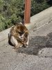 PICTURES/Gibraltar - The Rock & Monkeys/t_Mamma & Baby.jpg